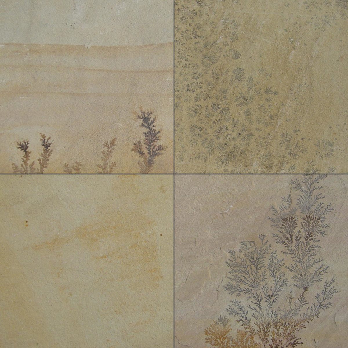 FOSSIL MINT